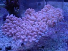 画像1: No.8 オーストラリア産 クシハダミドリイシ ピンク (1)