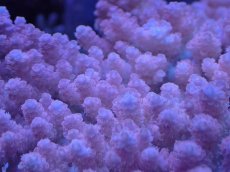 画像2: No.8 オーストラリア産 クシハダミドリイシ ピンク (2)