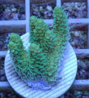 SPSフラグをかうならアクアスタイルユー（AQUASTYLEYOU）｜海水魚