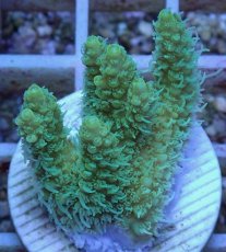 画像2: No.9 オーストラリア産 ヘアリーモンスター (2)