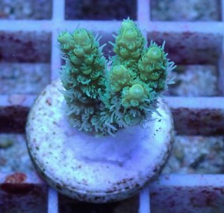 SPSフラグをかうならアクアスタイルユー（AQUASTYLEYOU）｜海水魚