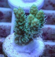 画像2: No.10 オーストラリア産 ヘアリーモンスター (2)