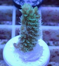 画像1: No.11 オーストラリア産 ヘアリーモンスター (1)