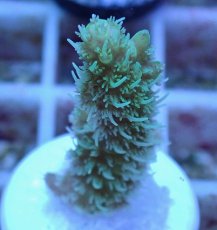 画像2: No.11 オーストラリア産 ヘアリーモンスター (2)