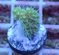 画像1: No.12 オーストラリア産 ヘアリーモンスター (1)