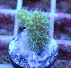 画像2: No.12 オーストラリア産 ヘアリーモンスター (2)