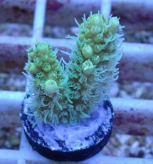 画像1: No.13 オーストラリア産 ヘアリーモンスター (1)