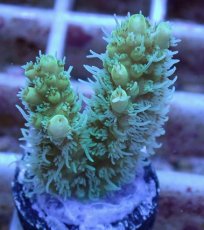 画像2: No.13 オーストラリア産 ヘアリーモンスター (2)