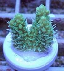 画像1: No.14 オーストラリア産 ヘアリーモンスター (1)