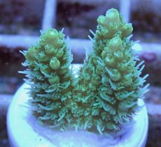 画像2: No.14 オーストラリア産 ヘアリーモンスター (2)