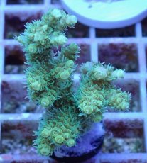 画像1: No.15 オーストラリア産 ヘアリーモンスター (1)