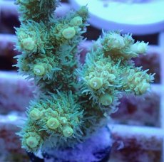 画像2: No.15 オーストラリア産 ヘアリーモンスター (2)