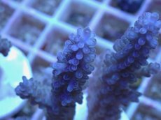 画像2: No.16 オーストラリア産 浅場ミドリイシ (2)