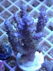 画像1: No.17 オーストラリア産 浅場ミドリイシ (1)