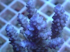 画像2: No.17 オーストラリア産 浅場ミドリイシ (2)