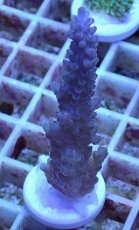 画像1: No.19 オーストラリア産 浅場ミドリイシ (1)