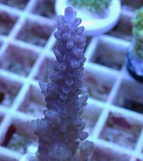 画像2: No.19 オーストラリア産 浅場ミドリイシ (2)