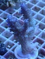 画像1: No.20 オーストラリア産 浅場ミドリイシ (1)