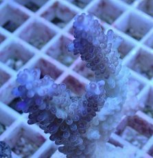 画像2: No.20 オーストラリア産 浅場ミドリイシ (2)