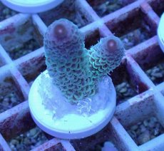 画像1: No.21 オーストラリア産 スパスラータ (1)