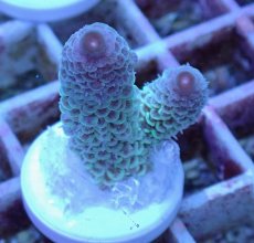 画像2: No.21 オーストラリア産 スパスラータ (2)