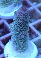 画像1: No.22 オーストラリア産 スパスラータ (1)