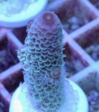 画像2: No.22 オーストラリア産 スパスラータ (2)