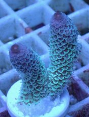 画像1: No.23 オーストラリア産 スパスラータ (1)