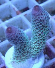 画像2: No.23 オーストラリア産 スパスラータ (2)