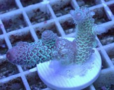 画像1: No.25 オーストラリア産 スパスラータ (1)