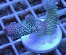 画像2: No.25 オーストラリア産 スパスラータ (2)