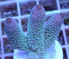 画像2: No.26 オーストラリア産 スパスラータ (2)