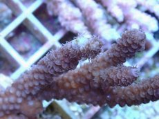 画像2: No.27 バーミキュラータ (2)