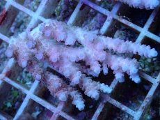 画像1: No.28 オーストラリア産 クシハダミドリイシ (1)