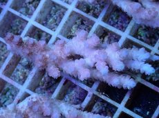 画像1: No.29 オーストラリア産 クシハダミドリイシ (1)