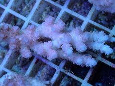 画像2: No.29 オーストラリア産 クシハダミドリイシ (2)