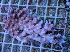 画像1: No.30 オーストラリア産 クシハダミドリイシ (1)