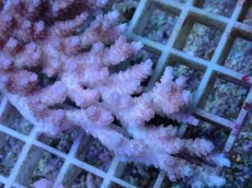 画像2: No.30 オーストラリア産 クシハダミドリイシ (2)