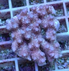 画像1: No.31 オーストラリア産 クシハダミドリイシ (1)