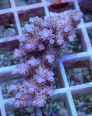 画像1: No.32 オーストラリア産 クシハダミドリイシ (1)