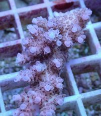 画像2: No.32 オーストラリア産 クシハダミドリイシ (2)