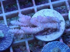 画像1: No.33 オーストラリア産 クシハダミドリイシ (1)