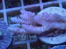 画像2: No.33 オーストラリア産 クシハダミドリイシ (2)