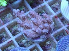 画像1: No.34 オーストラリア産 クシハダミドリイシ (1)