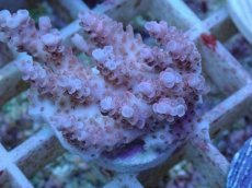 画像2: No.34 オーストラリア産 クシハダミドリイシ (2)