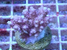 画像1: No.36 オーストラリア産 クシハダミドリイシ (1)