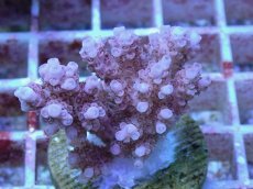 画像2: No.36 オーストラリア産 クシハダミドリイシ (2)