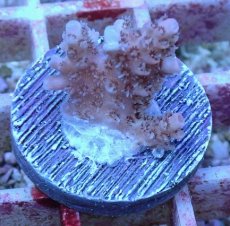 画像1: No.37 オーストラリア産 クシハダミドリイシ (1)