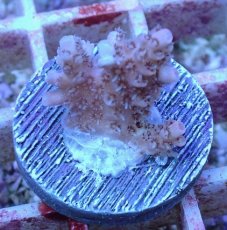 画像2: No.37 オーストラリア産 クシハダミドリイシ (2)