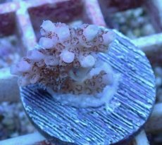 画像1: No.38 オーストラリア産 クシハダミドリイシ (1)